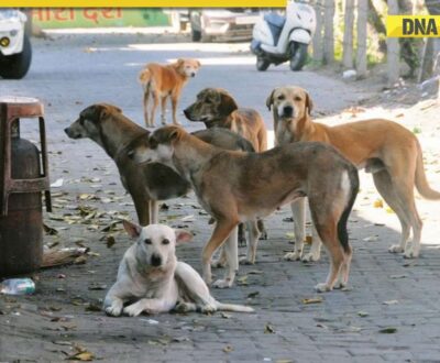 Delhi govt issues new guidelines to control stray dog population days after SC order Delhi govt issues new guidelines to control stray dog population days after SC order